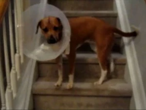 Dog With Cone Climbs Stairs Dog With Cone Climbs Stairs