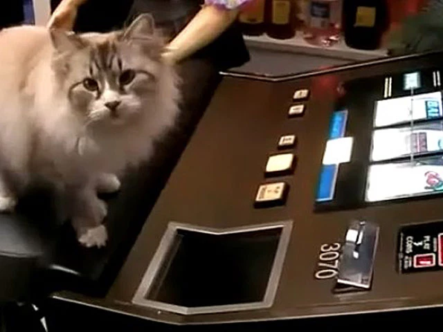 5 Pets That Love to Gamble 5 Pets That Love to Gamble