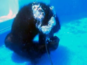 Cooper The Chimpanzee Learns to SCUBA Dive Cooper The Chimpanzee Learns to SCUBA Dive