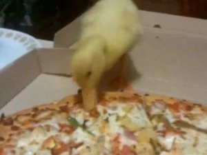 duckeatingpizza Duck eating pizza