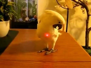 kiwilaser Cockatoo confused by laser