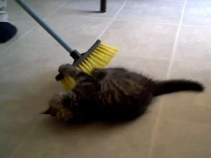 cat on broom cat on broom