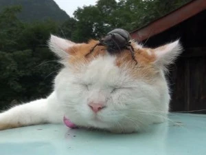 catandbeetle Cat allows beetle to climb on head