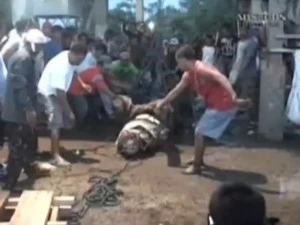 croc Massive crocodile captured