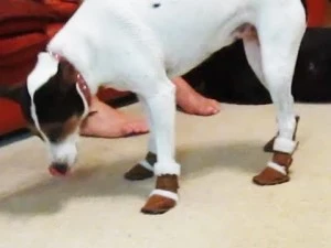 Dog UGGs Dog UGGs