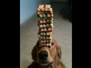 obedientdog Obedient dog balances treats on snout