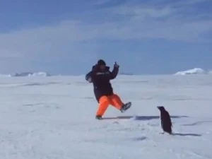 penguinattack Penguin attacks man