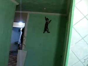 spidercat Spider cat scales wall