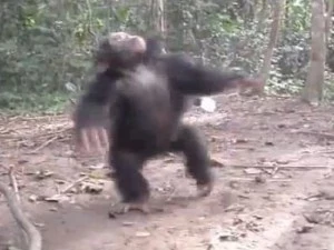 Chimp spins Chimp spins