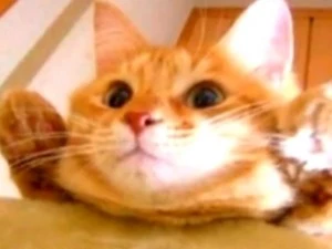 Jack the Cat Jack the Cat