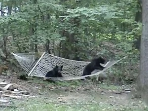 bear cubs on hammock bear cubs on hammock