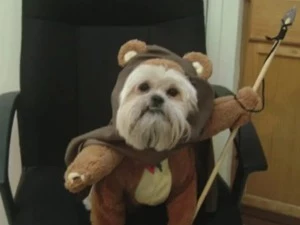 Jimmy Kimmel Pet Costume PSA Jimmy Kimmel Pet Costume PSA