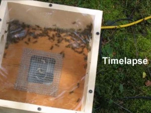 Wasp-Sucking Machine Sucks Wasps Wasp-Sucking Machine Sucks Wasps