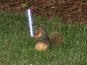 Jedi Squirrel Jedi Squirrel