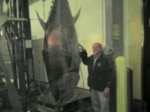 Officials Seize 881-Pound Bluefin Tuna Officials Seize 881-Pound Bluefin Tuna