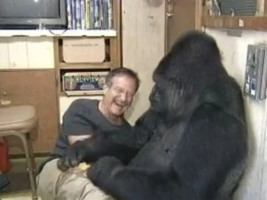 robin williams koko gorilla robin williams koko gorilla
