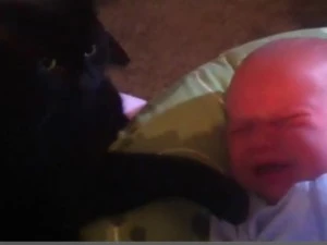 Cat Soothes Crying Baby Cat Soothes Crying Baby