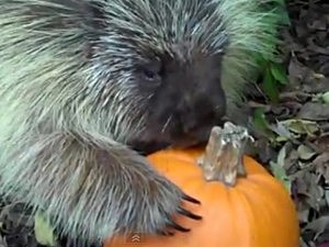 Porcupine Won't Share Pumpkin