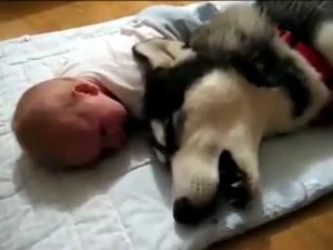 dog-baby dog-baby