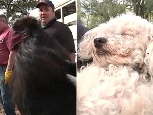 Rooster, poodle save family from fire Rooster, poodle save family from fire
