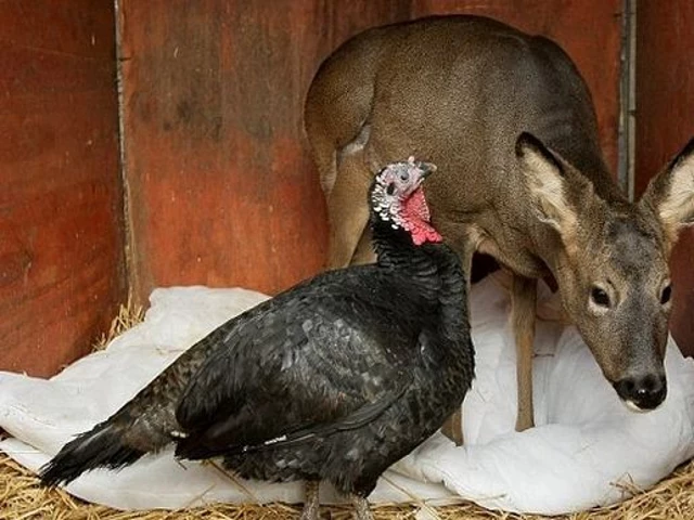 turkey and deer turkey and deer