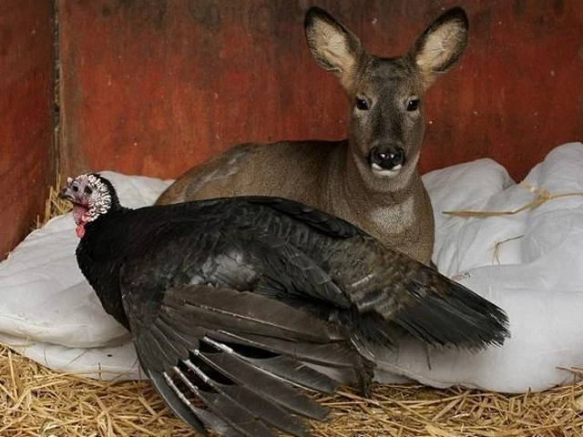 turkey and deer turkey and deer