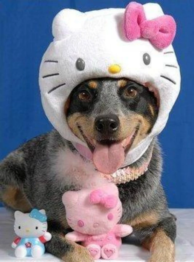 Image result for dogs dressed up