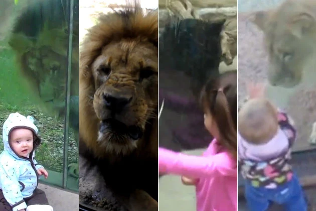 zoo animals zoo animals