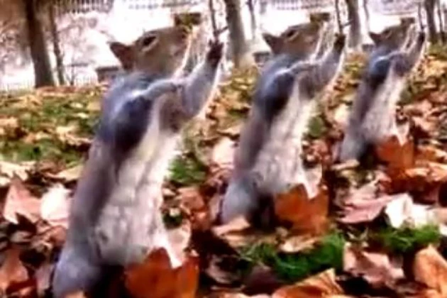 squirrels squirrels
