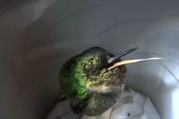Hummingbird snores Hummingbird snores