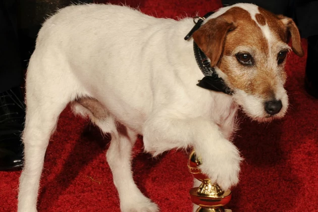 Uggie from the movie 'The Artist' Uggie from the movie 'The Artist'