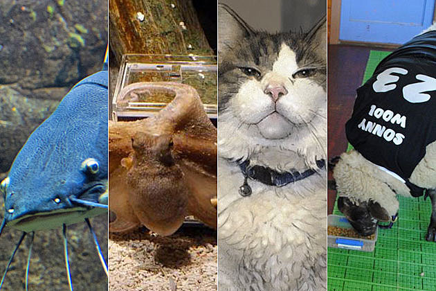 animals that can predict the future animals that can predict the future