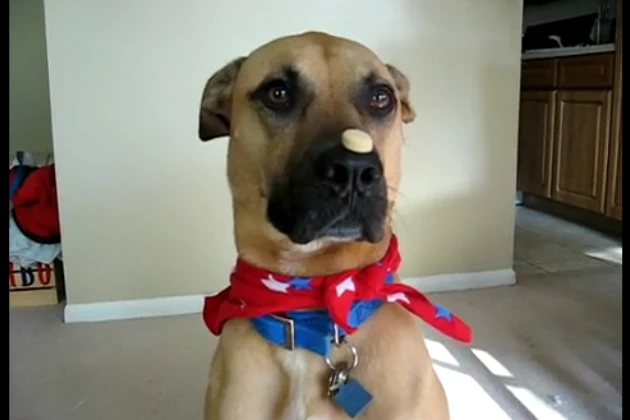 Super Turbo balances a biscuit on his nose Super Turbo balances a biscuit on his nose