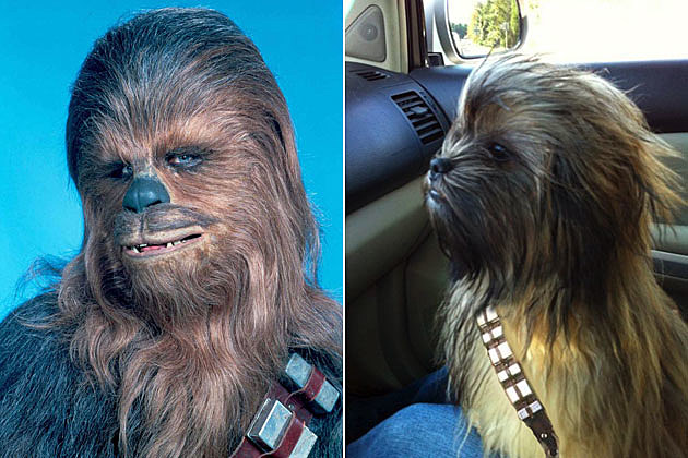 Chewbacca dog Chewbacca dog