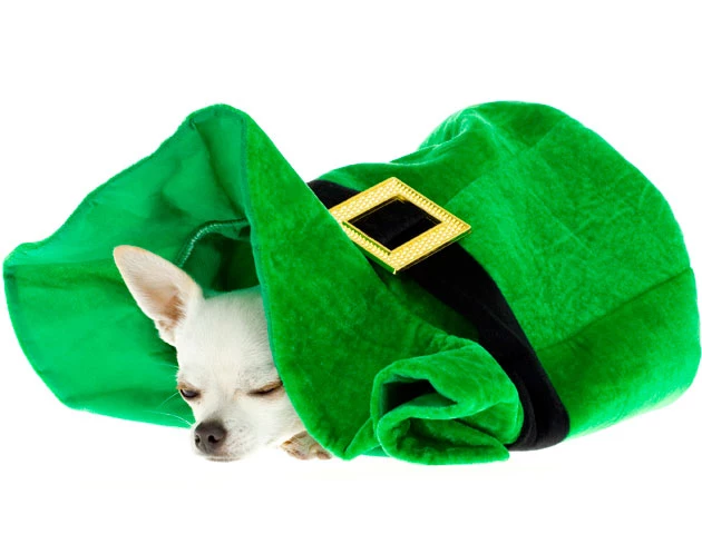 St. Patrick's Day dogs St. Patrick's Day dogs