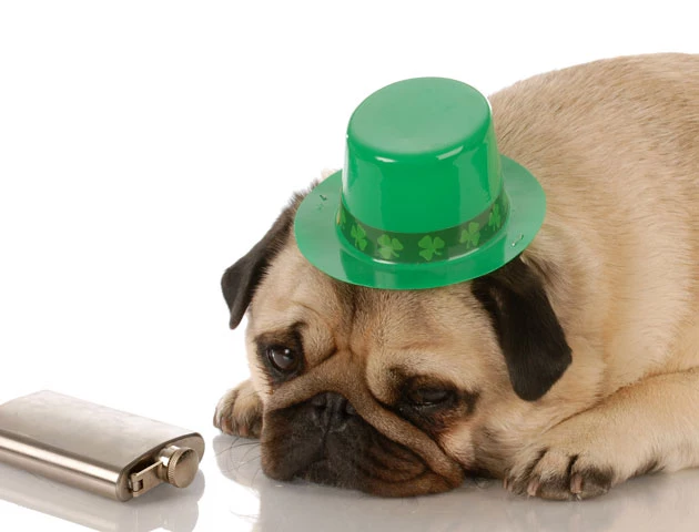 St. Patrick's Day dogs, drunk pug St. Patrick's Day dogs, drunk pug
