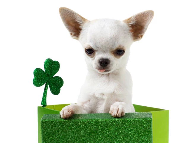 St. Patrick's Day dogs St. Patrick's Day dogs