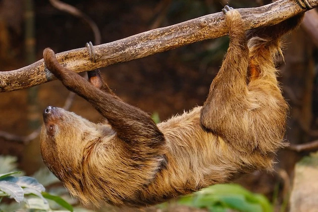 London Zoo Holds Its Annual Animal Stocktake sloth