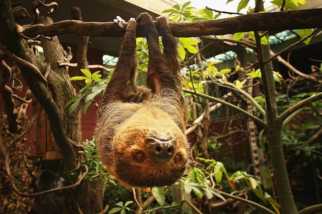 New Rainforest Exhibit Home To World's Smallest Monkeys sloth