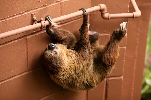 rainforest sloth hanging