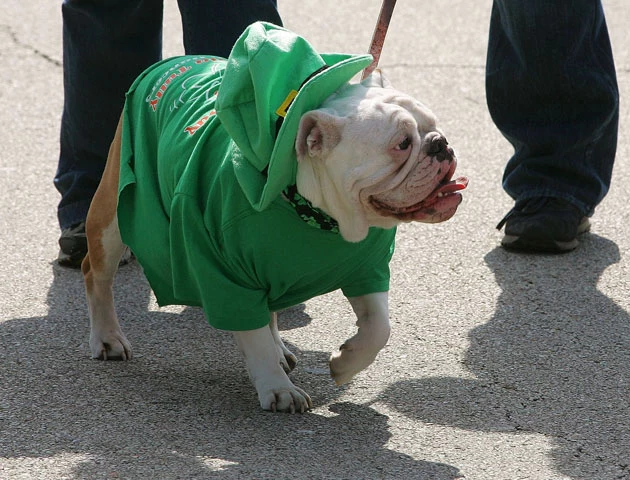 St. Patrick's Day dogs St. Patrick's Day dogs