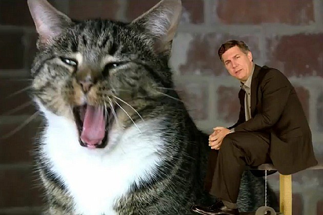 Chris Parnell Cat Boredom