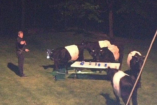 Cows crash beer pong party Cows crash beer pong party