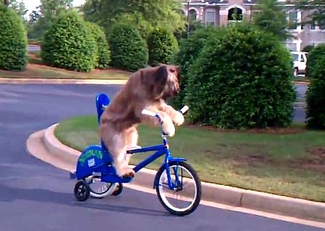 Norman rides a bike Norman rides a bike