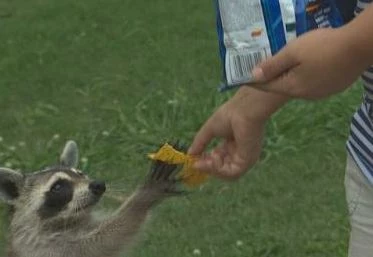 Raccoon doritos Raccoon doritos