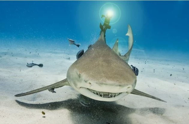 Shark with laser beem Shark with laser beem