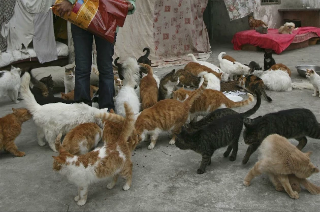 stray cats being fed in Shanghai stray cats being fed in Shanghai