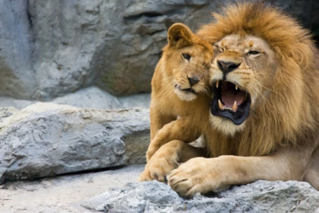 Baby Lion with Dad Baby Lion with Dad