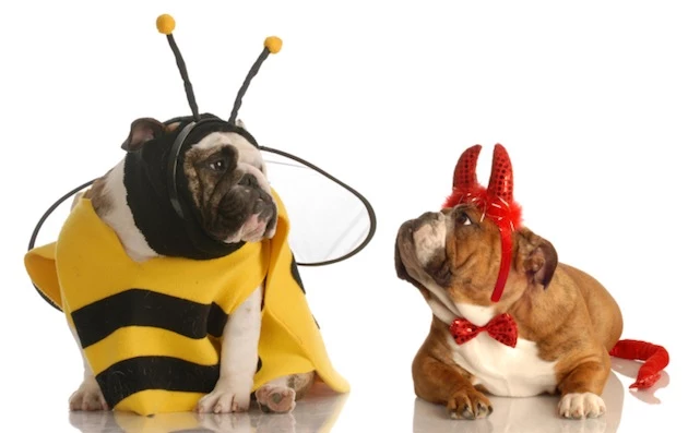 Dogs in Costumes Dogs in Costumes