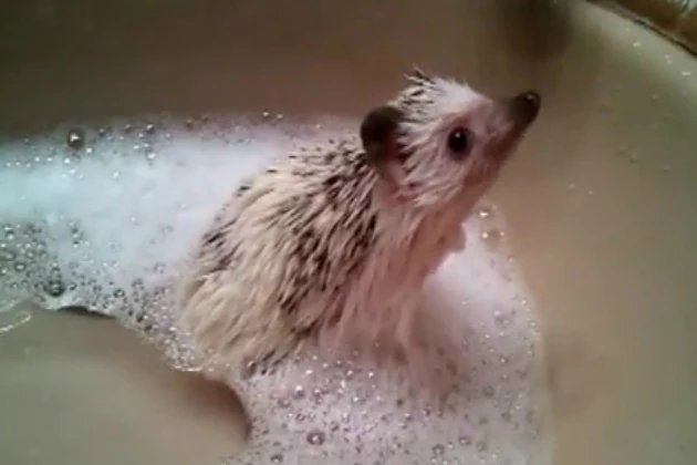 Baby Hedgehog Takes a Bath Baby Hedgehog Takes a Bath